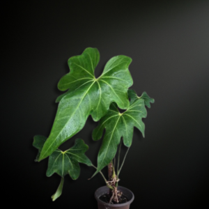 Anthurium macrolobium