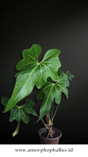 Anthurium macrolobium