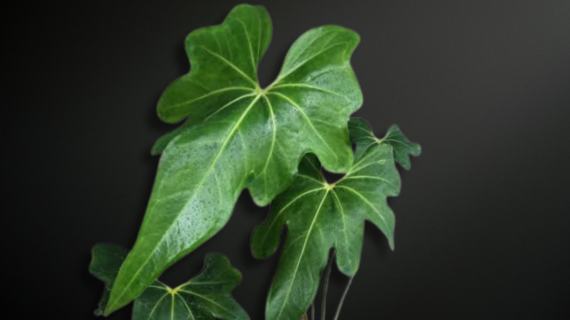 Anthurium macrolobium — The Deep-Lobed Sentinel of Tropical Rainforests