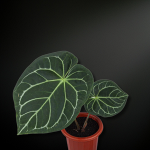Anthurium magnificum