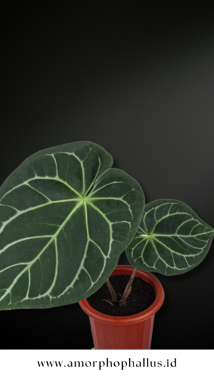 Anthurium magnificum