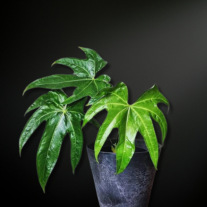 Anthurium pedatoradiatum