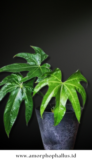 Anthurium pedatoradiatum