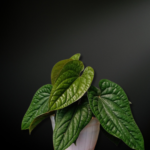 Anthurium radicans — The Bullate Jewel of Tropical Forest Floors