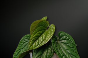 Anthurium radicans — The Bullate Jewel of Tropical Forest Floors