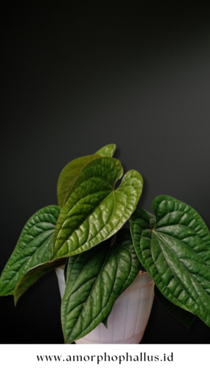 Anthurium radicans