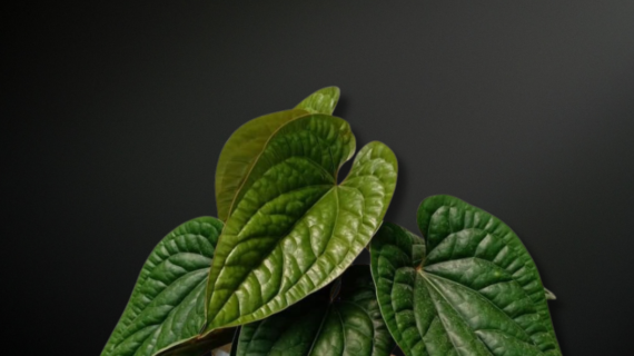 Anthurium radicans — The Bullate Jewel of Tropical Forest Floors