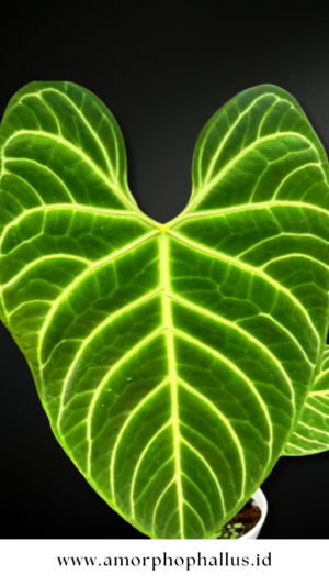 Anthurium regale