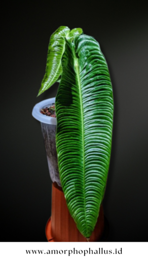 Anthurium veitchii