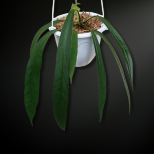 Anthurium vittarifolium