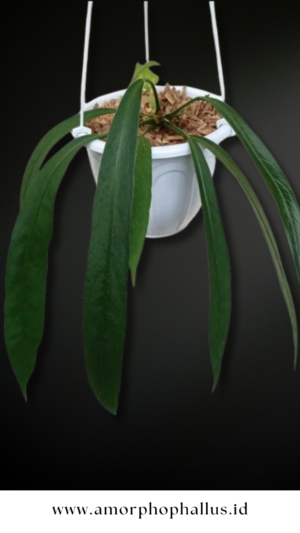 Anthurium vittarifolium