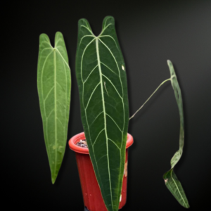 Anthurium warocquanum