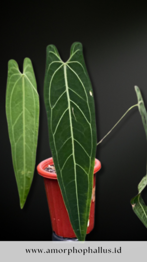 Anthurium warocquanum