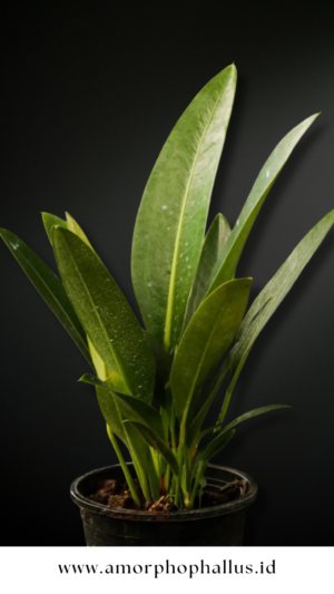 Anthurium wildonewi