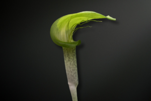 Arisaema barbatum — The Bearded Cobra Lily of Himalayan Forest Shadows