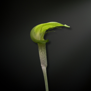 Arisaema barbatum