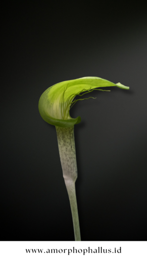 Arisaema barbatum