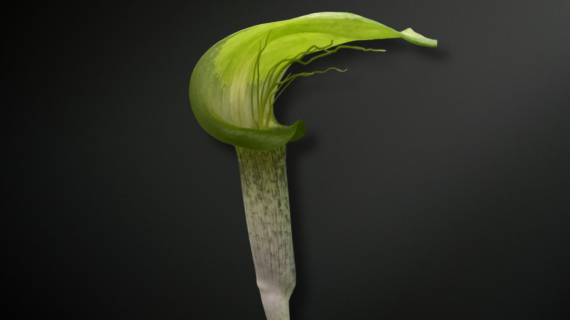 Arisaema barbatum — The Bearded Cobra Lily of Himalayan Forest Shadows