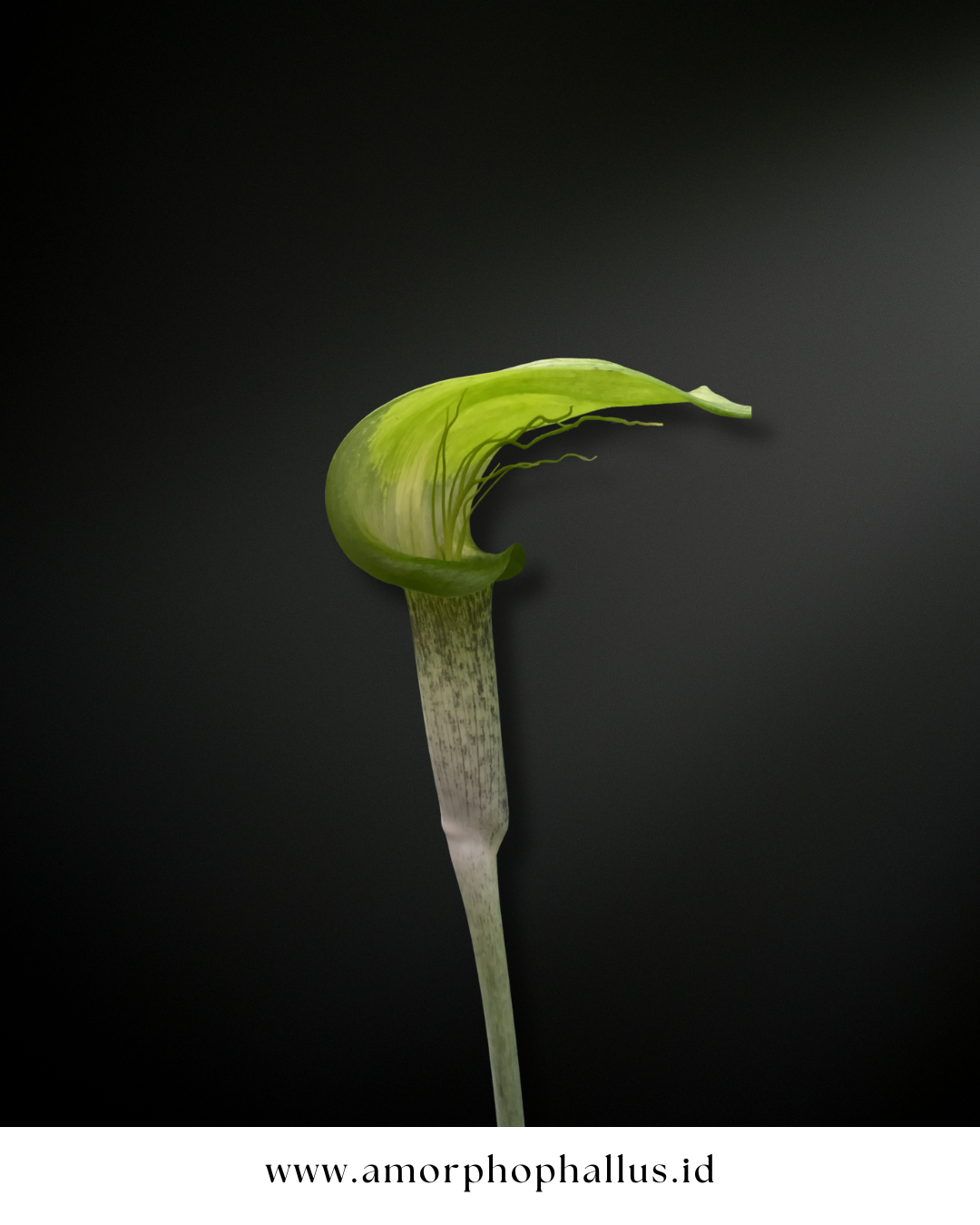 Arisaema barbatum