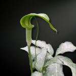 Arisaema filiforme — The Thread-Spathed Phantom of Mountain Forests