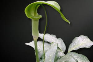Arisaema filiforme — The Thread-Spathed Phantom of Mountain Forests