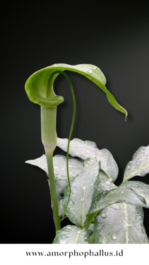 Arisaema filiforme