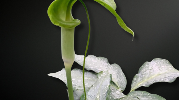 Arisaema filiforme — The Thread-Spathed Phantom of Mountain Forests