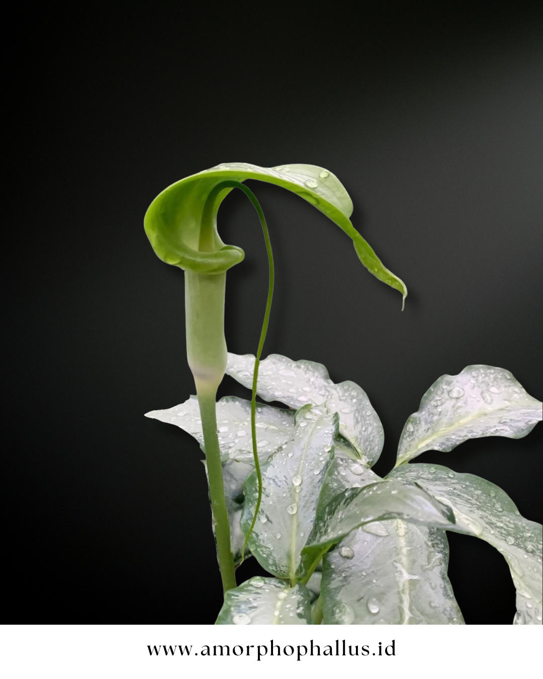 Arisaema filiforme